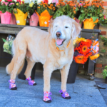City Shoes™ - Purple Haze - Image 8