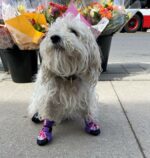City Shoes™ - Purple Haze - Image 10