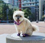City Shoes™ - Purple Haze - Image 11