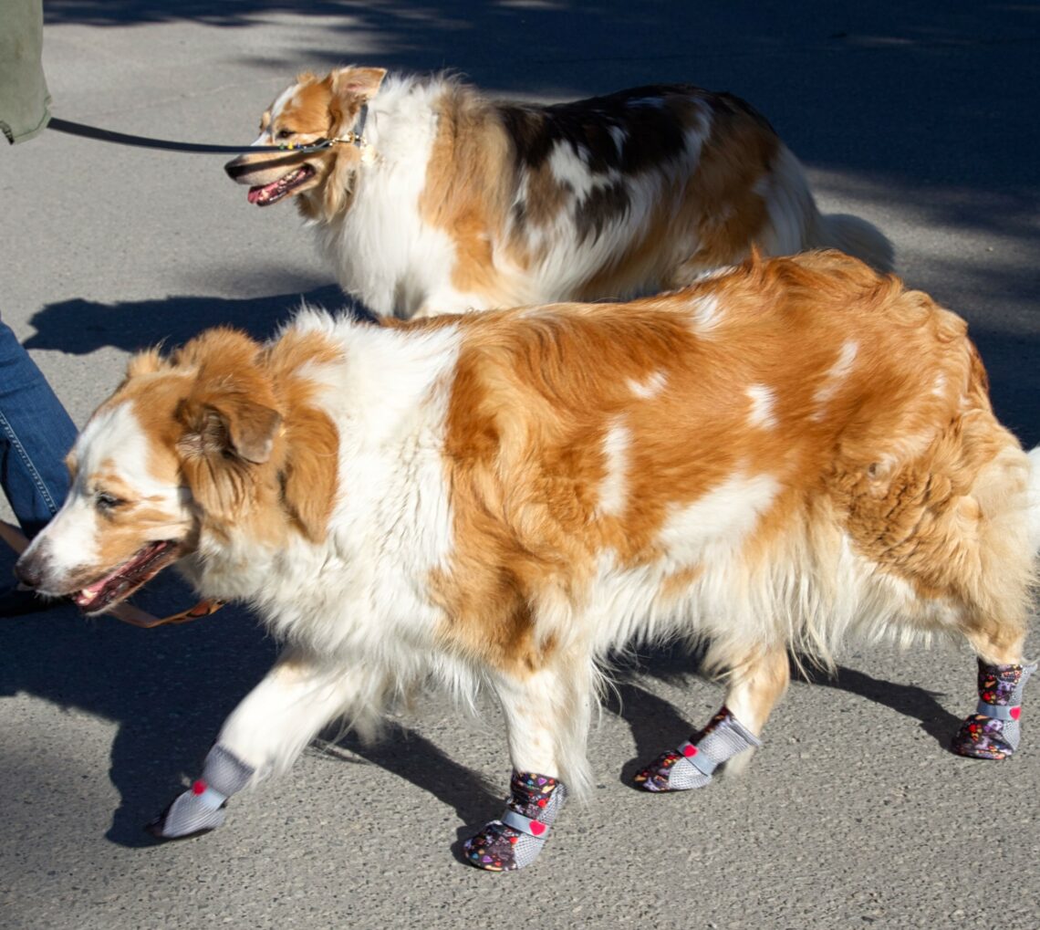 Burned Paw Pads are Among the Top Injuries Veterinarians see Every Summer. Poochy Pawz