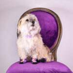 Spike Leash- Lilac/Yellow - Image 3